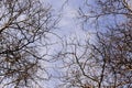 Branch of bald trees in winter with blue sky