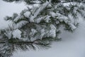 Branch of pine covered with snow in January Royalty Free Stock Photo