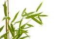 Branch and bamboo leaves on white background