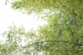 Branch of Bamboo tree with sunlight in the forest on white background. Royalty Free Stock Photo