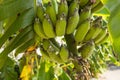 Branch of banana damaged by aphis Royalty Free Stock Photo