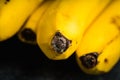 Branch of bananas on the rustic background Royalty Free Stock Photo