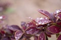 Branch of barberry with raindrops copyspase background.