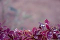 Branch of barberry with raindrops copyspase background. Purple background.