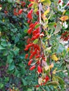 A branch of barberry with red berries on a green garden background. Photo of berries on a background of nature. Environmentally Royalty Free Stock Photo