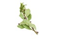 Branch of a bay laurel and several peas allspice Royalty Free Stock Photo