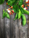 Branch with bean pod, flowers, green leaves Royalty Free Stock Photo