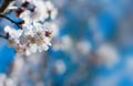 Branch with beautiful apricot blossom on colorful nature background Royalty Free Stock Photo