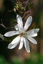 Branch with beautiful blooming Magnolia stellata Royal Star or Star Magnolia.