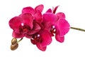 A branch of a beautiful blooming orchid of red shades, isolated Royalty Free Stock Photo