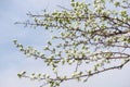 Branch with beautiful blooming pear tree flowers in the garden against a blue sky Royalty Free Stock Photo