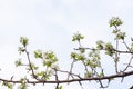 Branch with beautiful blooming pear tree flowers in the garden against a blue sky Royalty Free Stock Photo