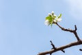 Branch with beautiful blooming pear tree flowers in the garden against a blue sky Royalty Free Stock Photo