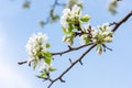 Branch with beautiful blooming pear tree flowers in the garden against a blue sky Royalty Free Stock Photo