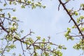 Branch with beautiful blooming pear tree flowers in the garden against a blue sky Royalty Free Stock Photo