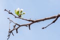 Branch with beautiful blooming pear tree flowers in the garden against a blue sky Royalty Free Stock Photo