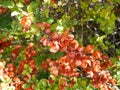 Branch of beautiful blossoming red chaenomeles japonica or maule`s quince with green Royalty Free Stock Photo