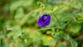 A branch of beautiful blue Butterfly pea blooming on green leaves of climber, known as bluebell vine or Asian pigeon wings