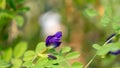 A branch of beautiful blue Butterfly pea blooming on green leaves of climber, known as bluebell vine or Asian pigeon wings