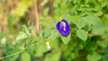 A branch of beautiful blue Butterfly pea blooming on green leaves of climber, known as bluebell vine or Asian pigeon wings