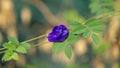 A branch of beautiful blue Butterfly pea blooming on green leaves of climber, known as bluebell vine or Asian pigeon wings