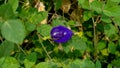 A branch of beautiful blue Butterfly pea blooming on green leaves of climber, known as bluebell vine or Asian pigeon wings