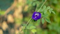 A branch of beautiful blue Butterfly pea blooming on green leaves of climber, known as bluebell vine or Asian pigeon wings