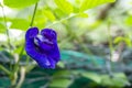 Branch of beautiful blue Butterfly pea with water droplets on blurred green leaf background and copy space, known as bluebell vine Royalty Free Stock Photo