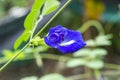 Branch of beautiful blue Butterfly pea with water droplets on blurred green leaf background, known as bluebell vine or Asian Royalty Free Stock Photo