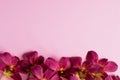 Branch of beautiful bordo orchid flowers on pink background.