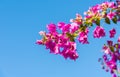 Branch of beautiful bougainvillea flowers on blue sky background