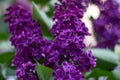 Branch beautiful Burgundy lilac with green leaves closeup.Purple lilac flowers. syringa Royalty Free Stock Photo
