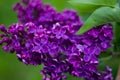 Branch beautiful Burgundy lilac with green leaves closeup.Purple lilac flowers. syringa Royalty Free Stock Photo