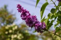 Branch beautiful Burgundy lilac with green leaves closeup.Purple lilac flowers. syringa Royalty Free Stock Photo