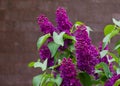 Branch beautiful Burgundy lilac with green leaves closeup.Purple lilac flowers. syringa Royalty Free Stock Photo