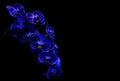 Dark blue phalaenopsis orchids with black background