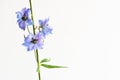 Branch of beautiful Delphinium, islated on white, with empty space for text, etc. N