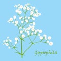 Branch of beautiful hand-drawn gypsophila Royalty Free Stock Photo