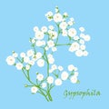 Branch of beautiful hand-drawn gypsophila Royalty Free Stock Photo