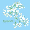 Branch of beautiful hand-drawn gypsophila Royalty Free Stock Photo