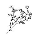 Branch of beautiful hand-drawn silhouette gypsophila Royalty Free Stock Photo