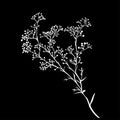 Branch of beautiful hand-drawn silhouette gypsophila Royalty Free Stock Photo