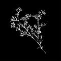 Branch of beautiful hand-drawn silhouette gypsophila Royalty Free Stock Photo