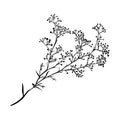 Branch of beautiful hand-drawn silhouette gypsophila Royalty Free Stock Photo