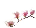 Branch with  beautiful  light pink Magnolia flowers  isolated on white background Royalty Free Stock Photo