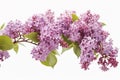 Branch of beautiful lilac flowers on isolated white background