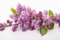 Branch of beautiful lilac flowers on isolated white background