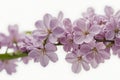 Branch of beautiful lilac flowers on isolated white background