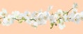 Branch of beautiful orchid on background. Banner design Royalty Free Stock Photo