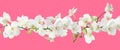 Branch of beautiful orchid on background. Banner design Royalty Free Stock Photo